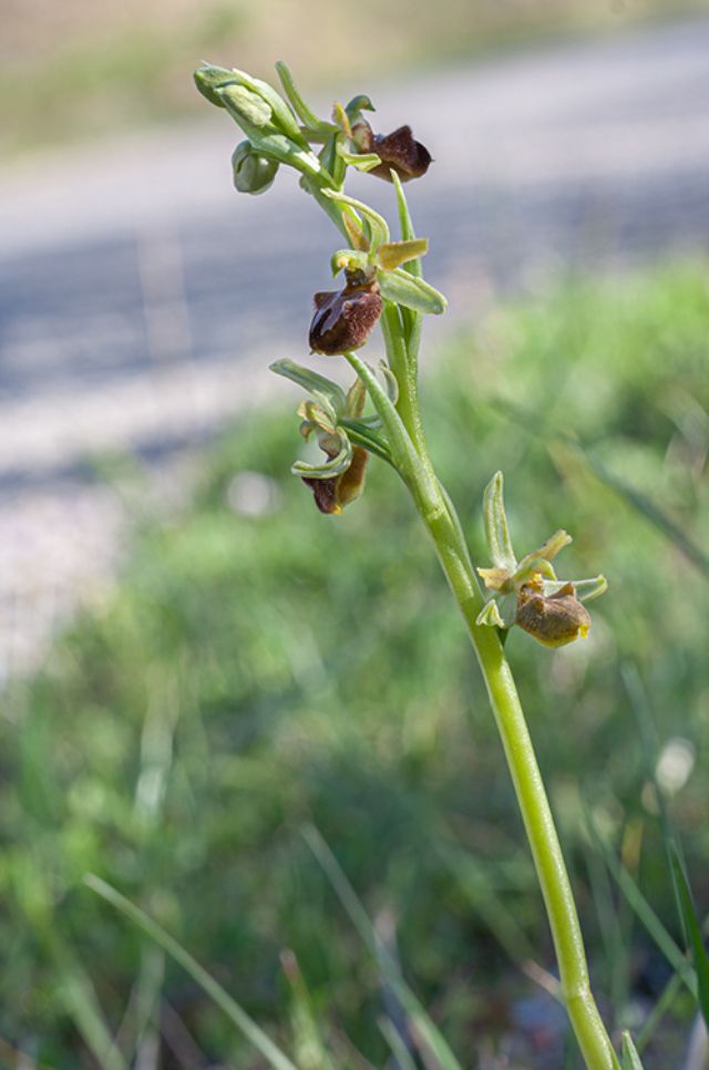 Ophrys della sezione Araniferae